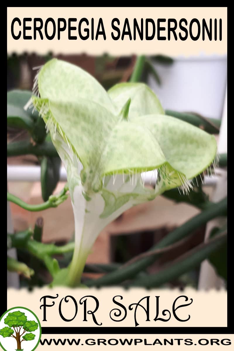 Ceropegia sandersonii