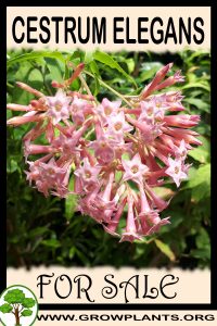 Cestrum elegans for sale