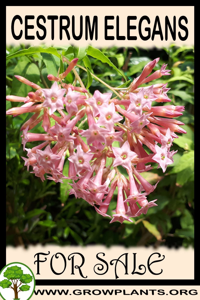 Cestrum elegans