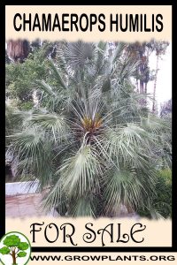 Chamaerops humilis for sale