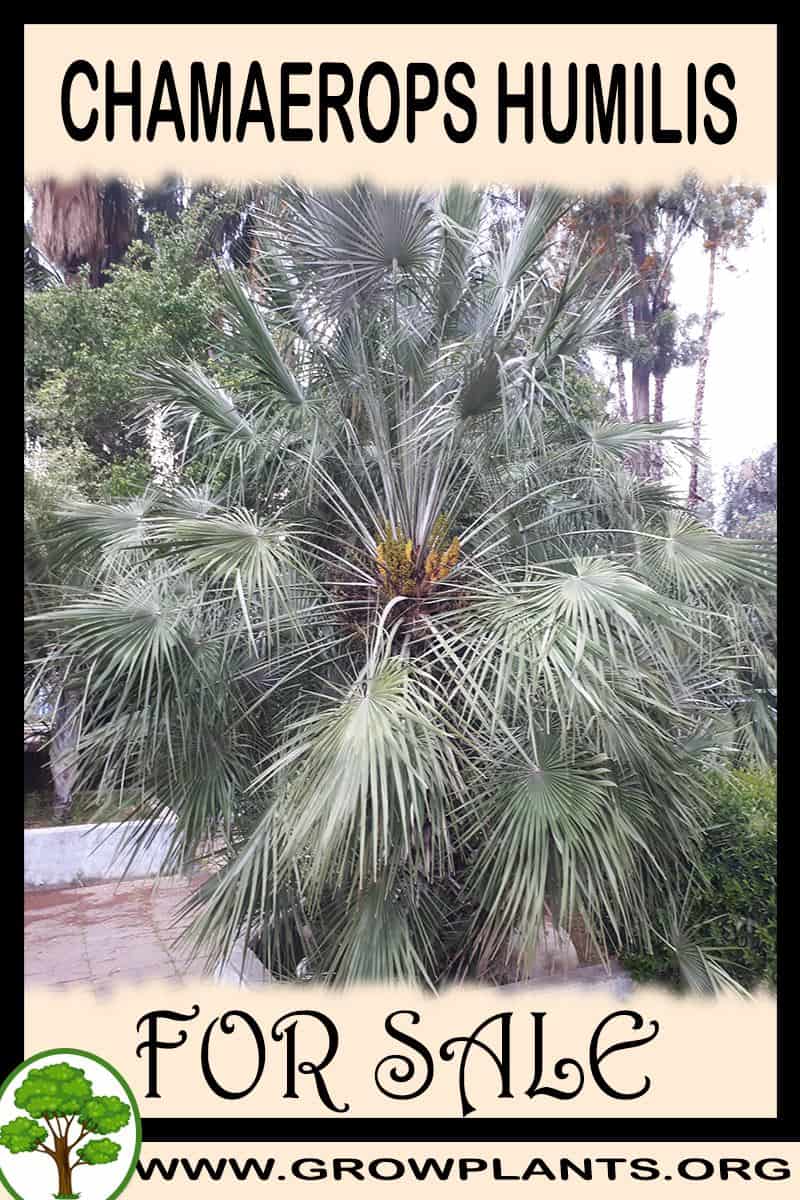 Chamaerops humilis