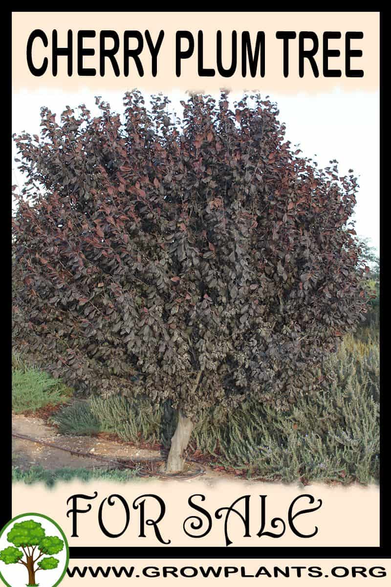 Cherry plum tree
