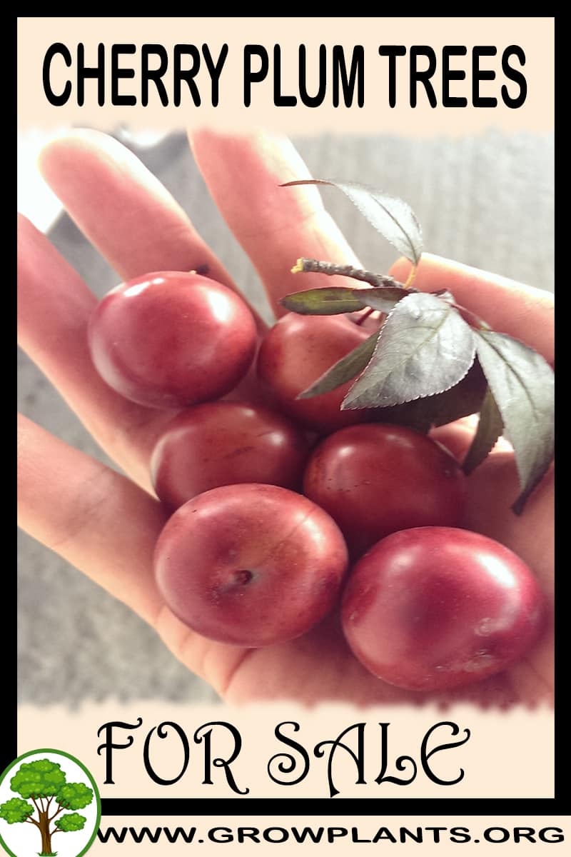 Cherry plum trees