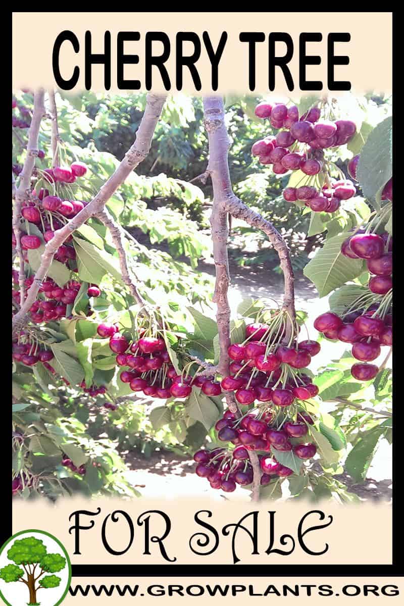 Cherry tree