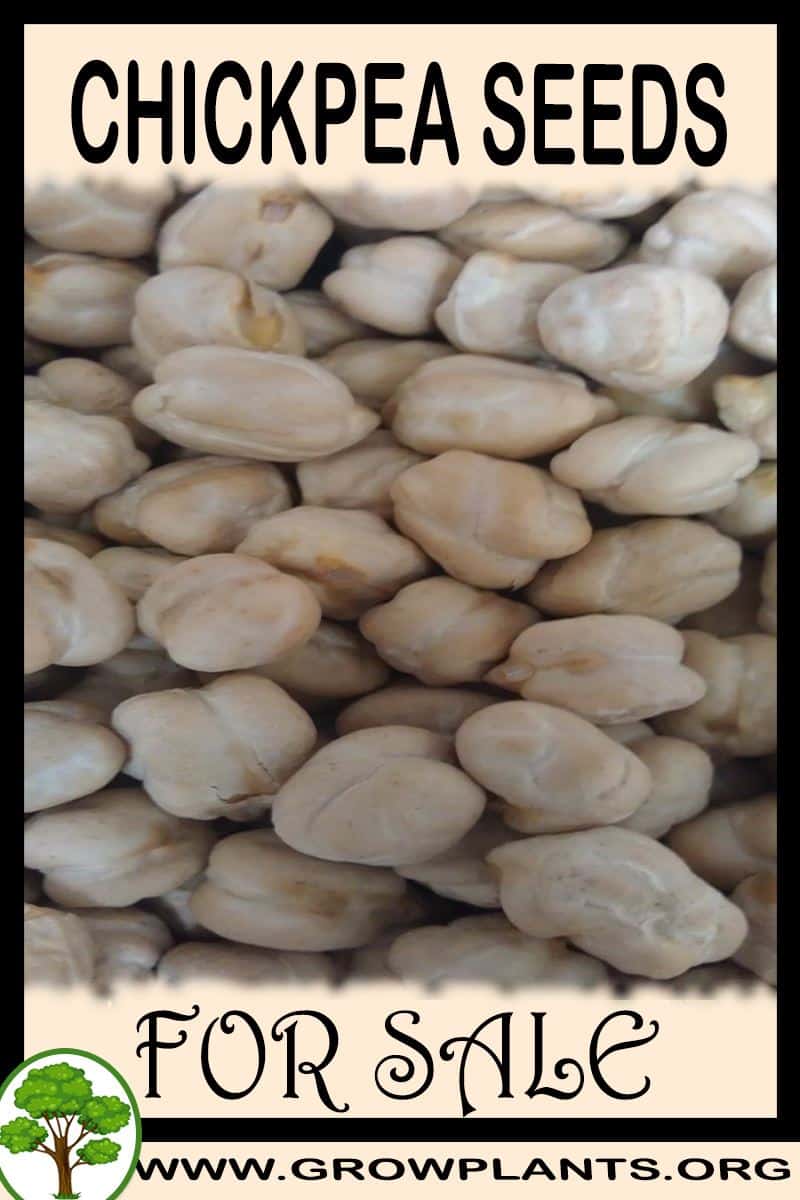 Chickpea seeds