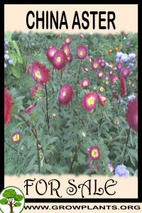 China aster for sale