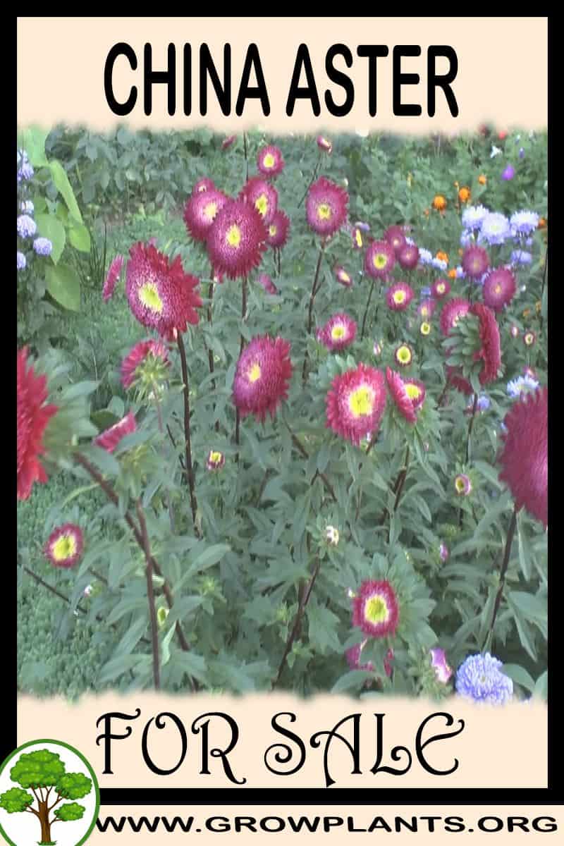 China aster