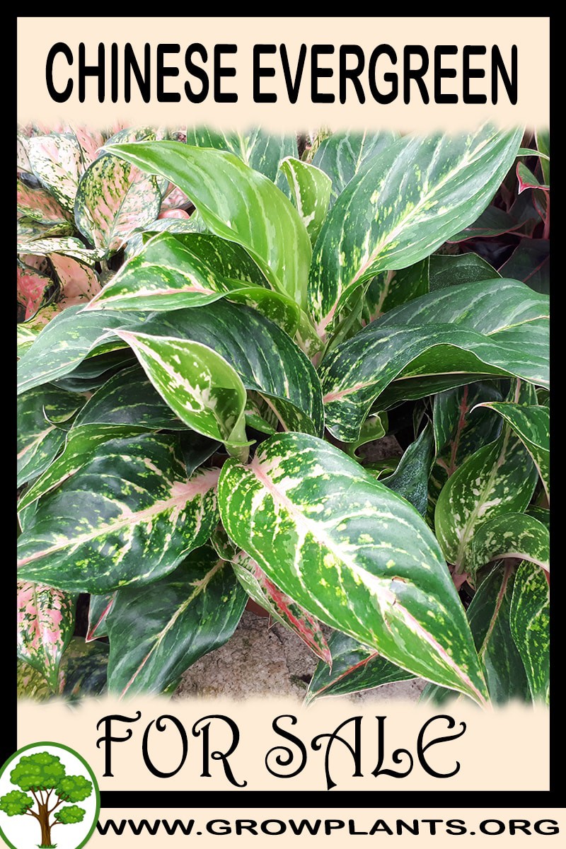 Chinese evergreen