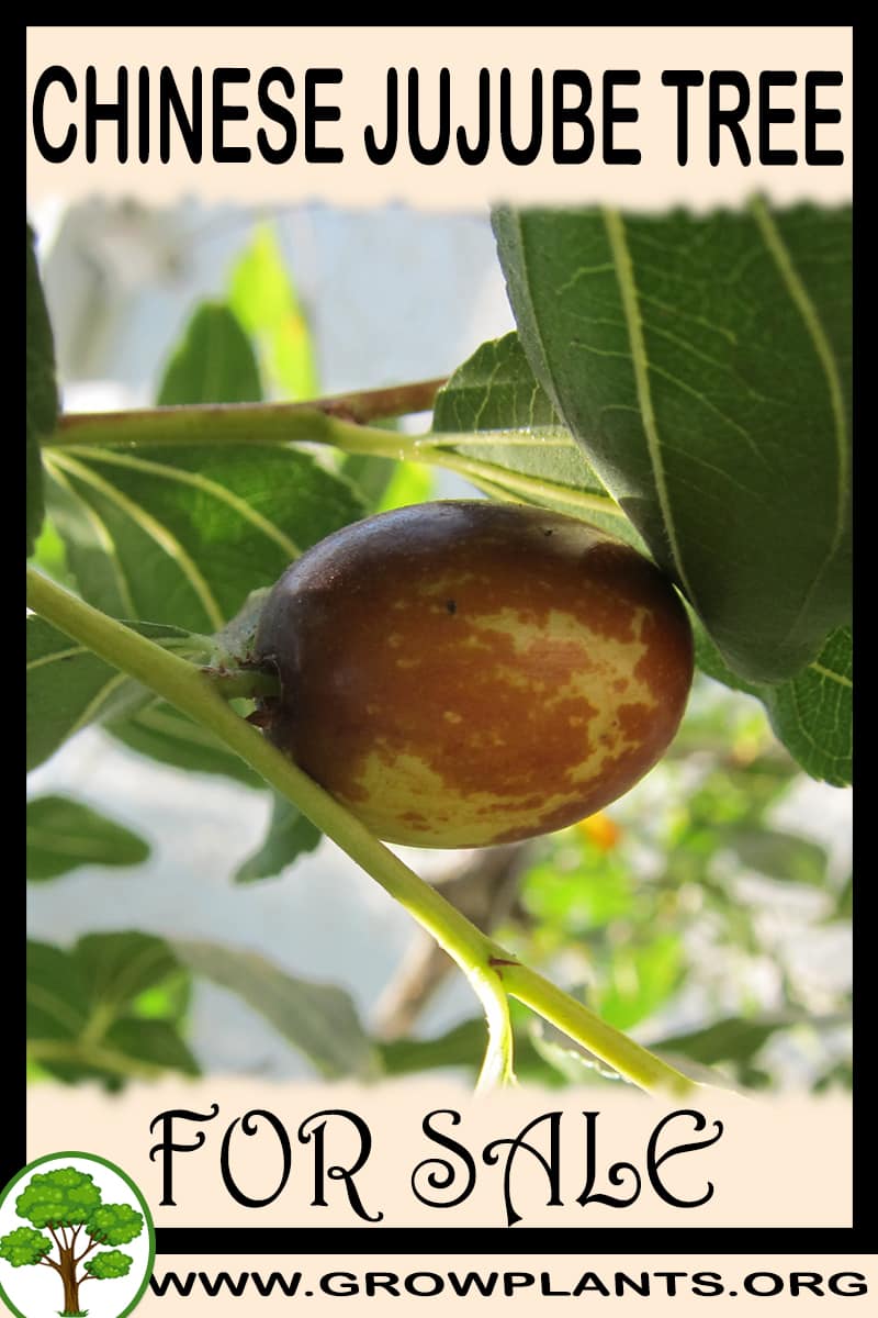 Chinese jujube tree