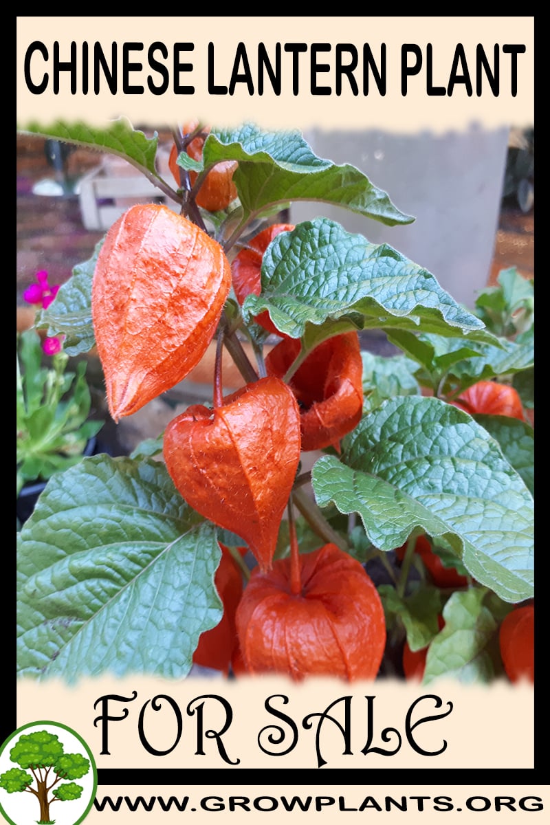 Chinese lantern