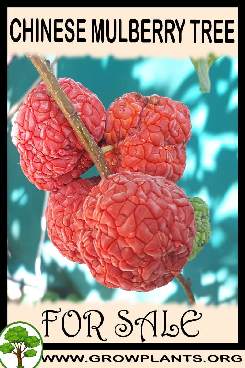 Chinese mulberry tree