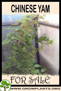 Chinese yam for sale