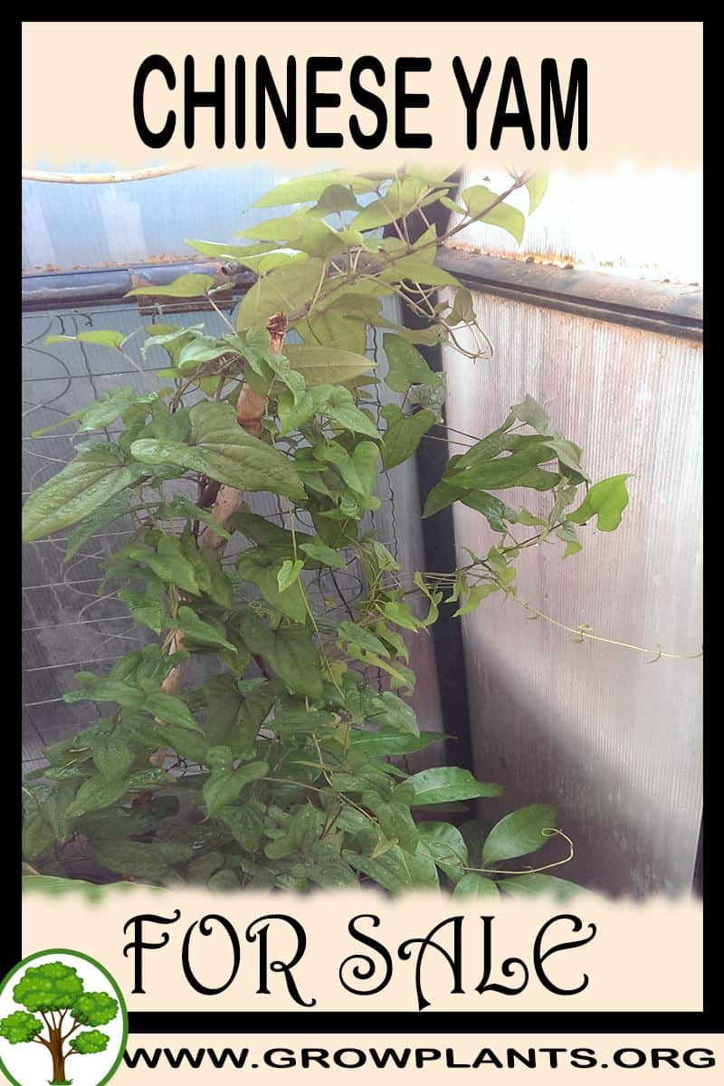 Chinese yam