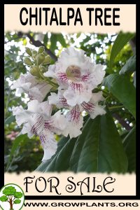 Chitalpa tree for sale