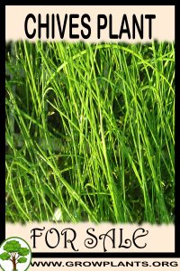 Chives for sale
