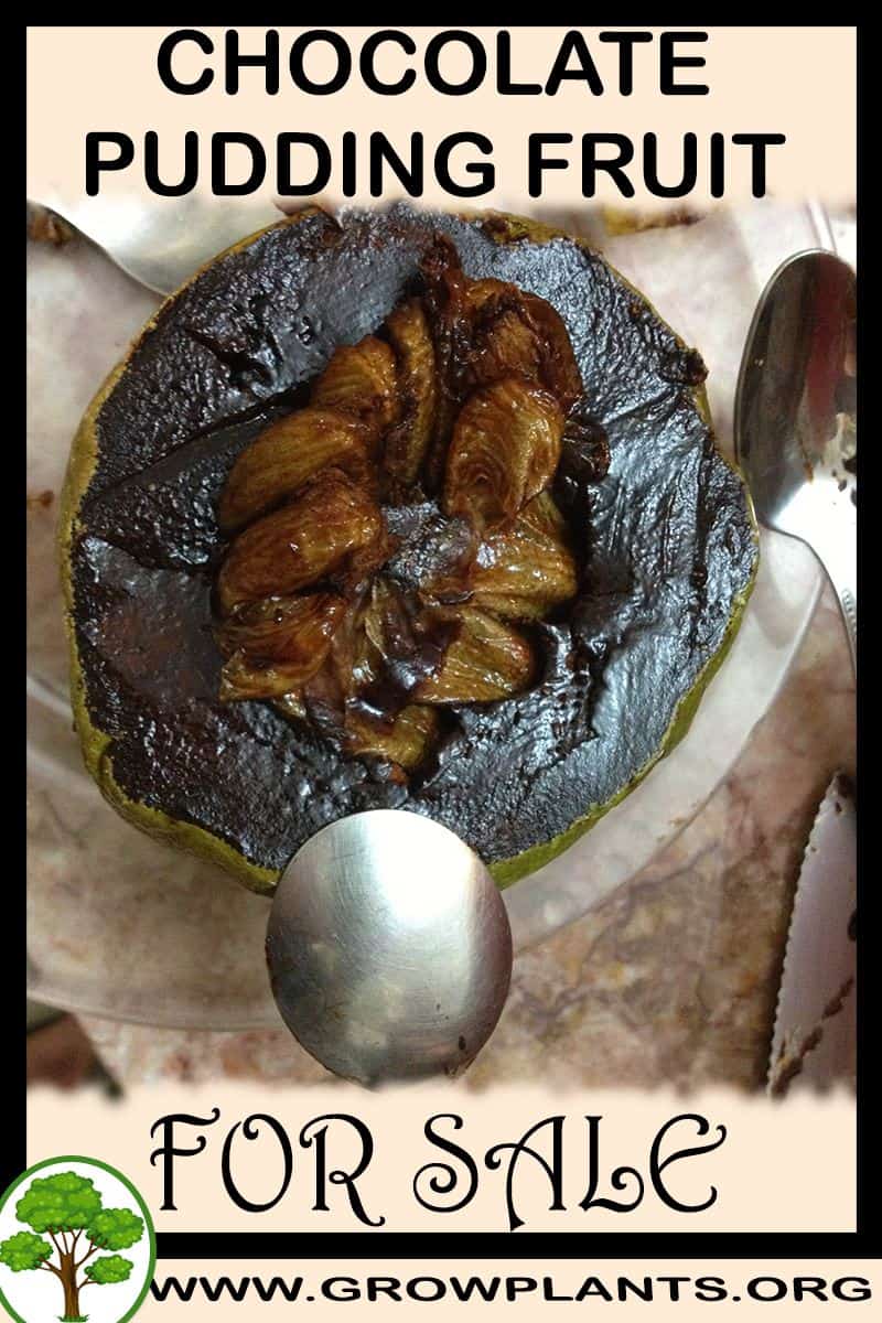 Chocolate pudding fruit