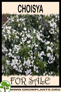 Choisya for sale