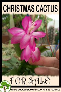 Christmas cactus for sale
