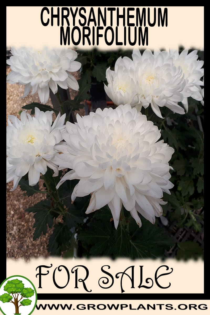 Chrysanthemum morifolium