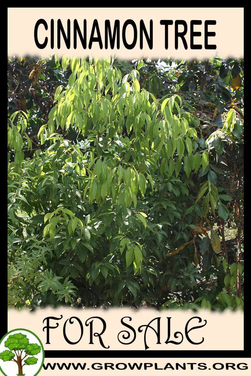 Cinnamon tree