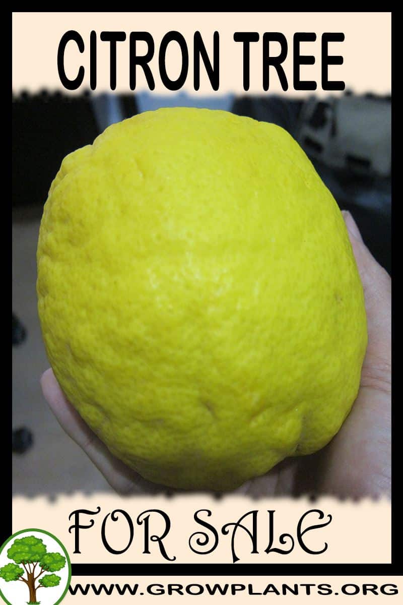 Citron tree