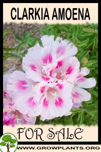 Clarkia amoena for sale