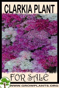 Clarkia plant for sale