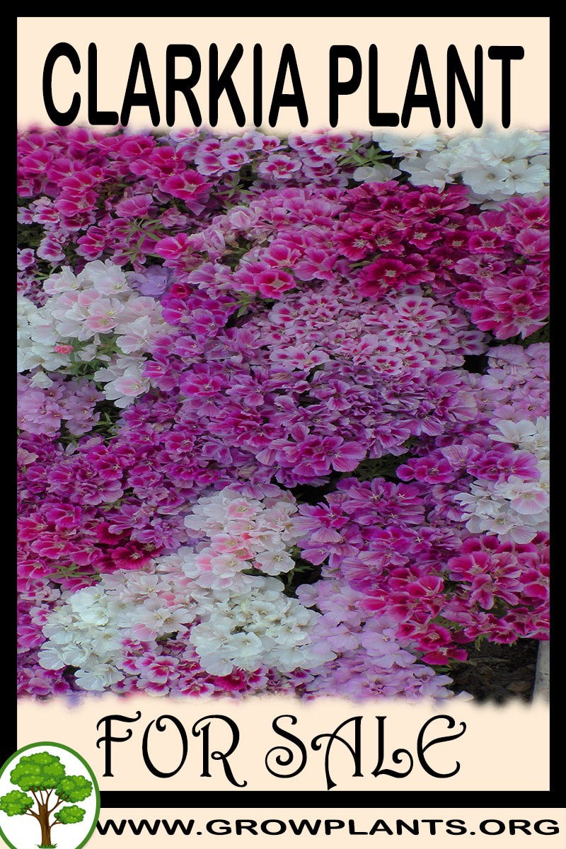 Clarkia plant 
