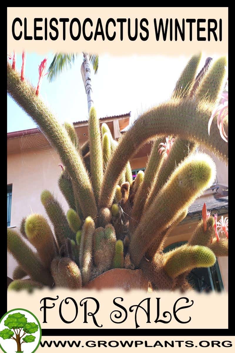 Cleistocactus winteri