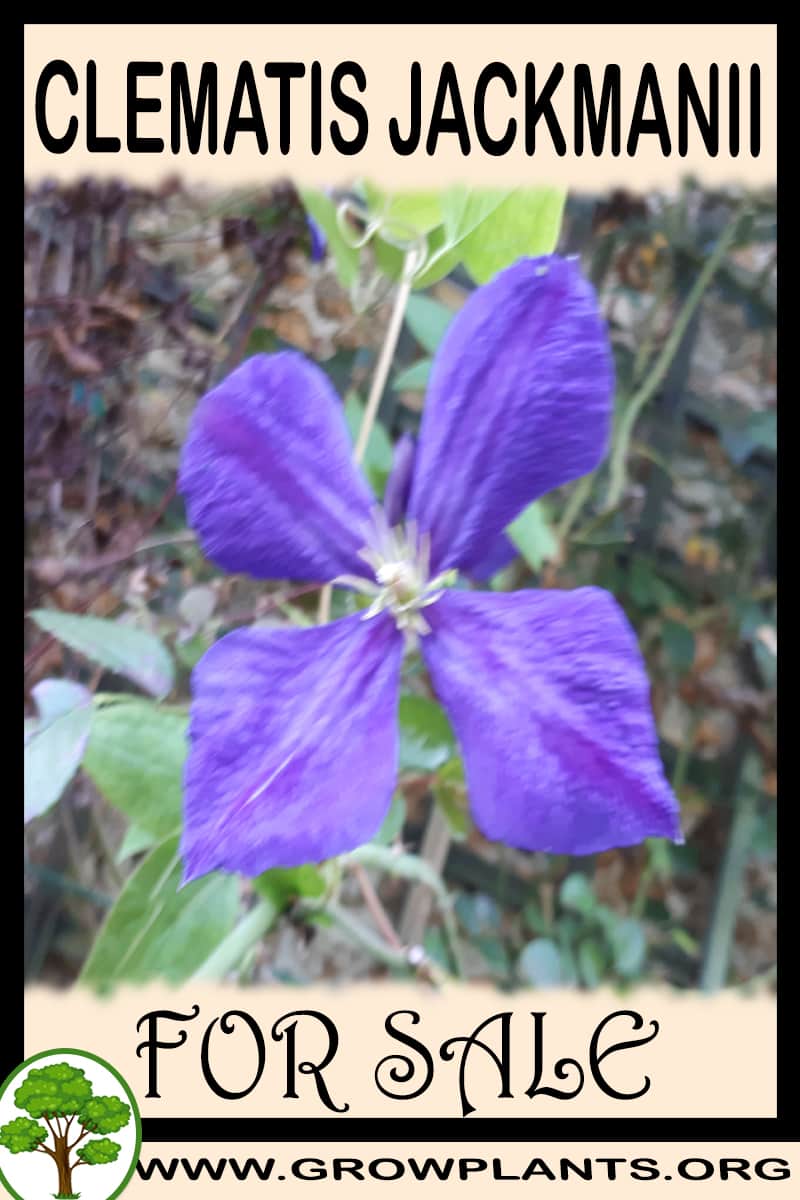Clematis jackmanii