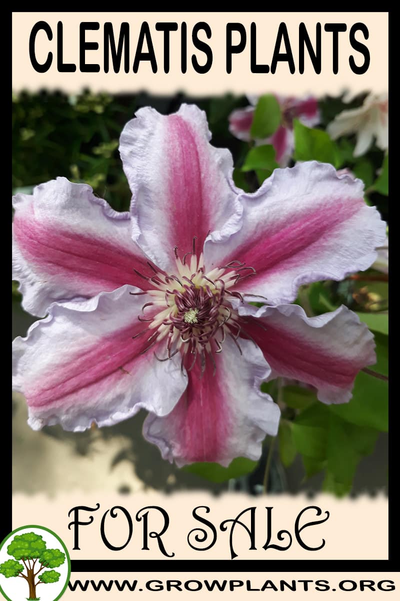 Clematis plants