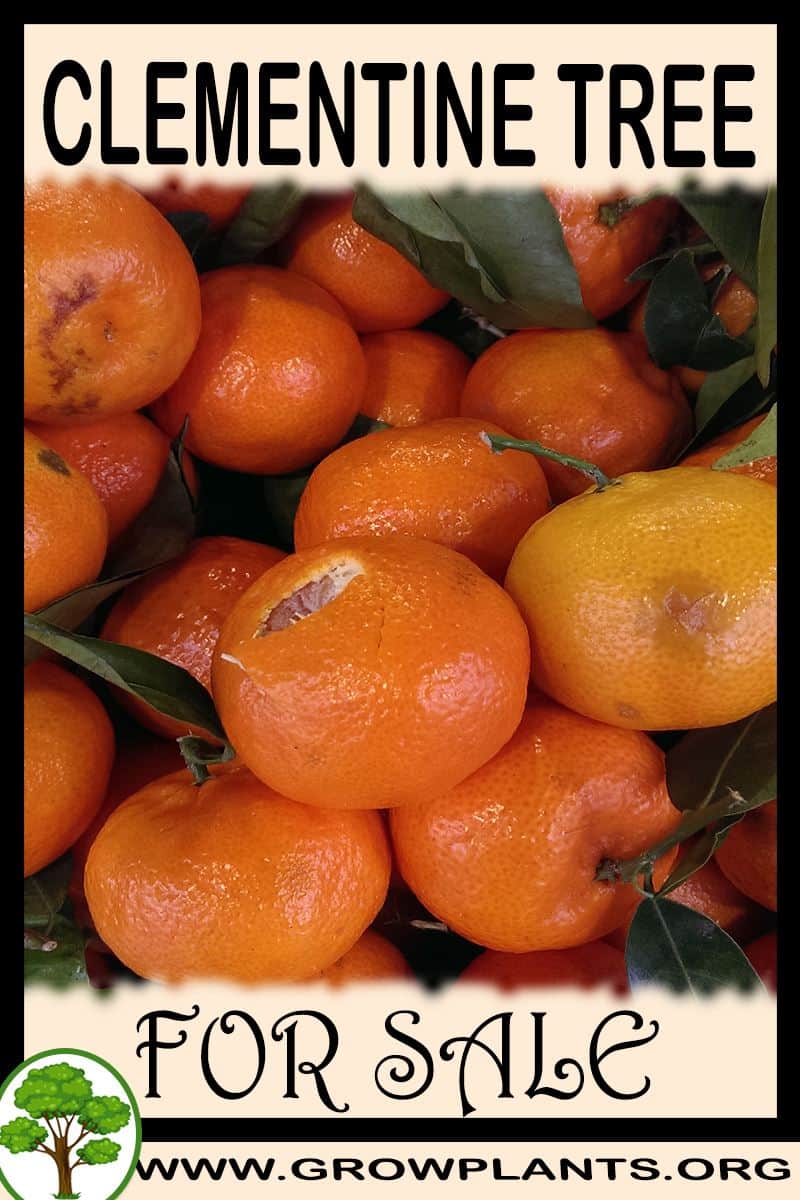 Clementine tree