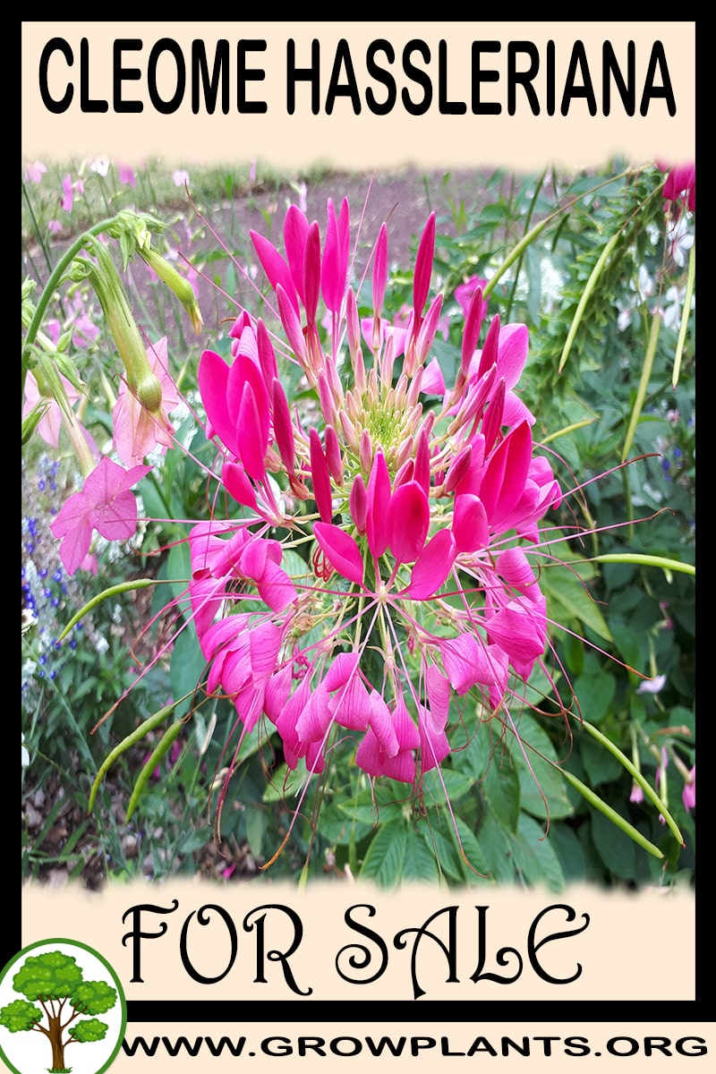 Cleome hassleriana