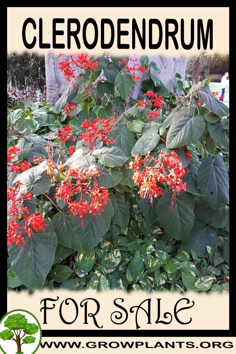 Clerodendrum