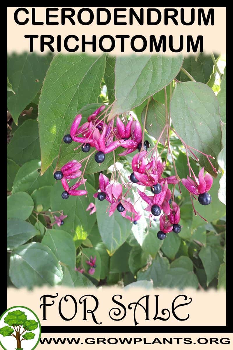 Clerodendrum trichotomum