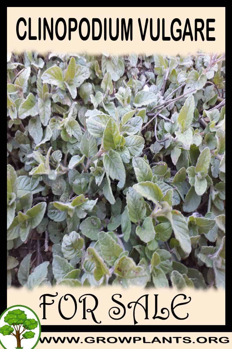 Clinopodium vulgare