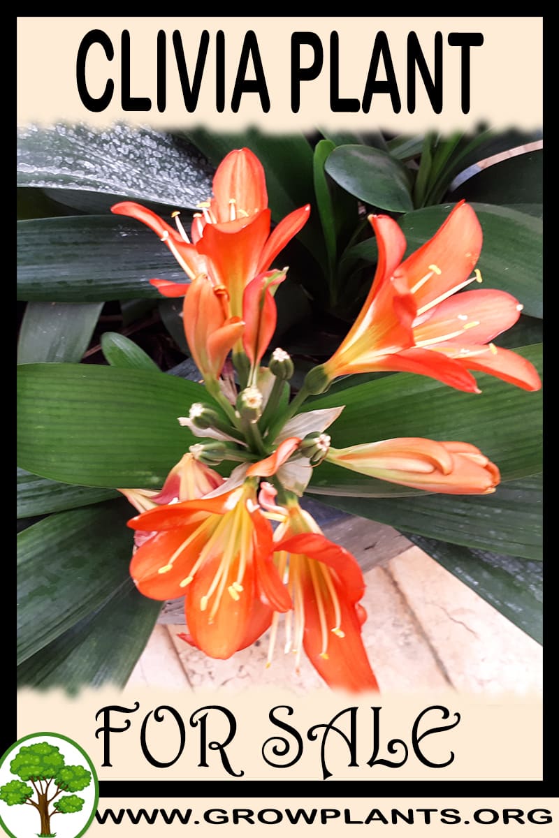 Clivia