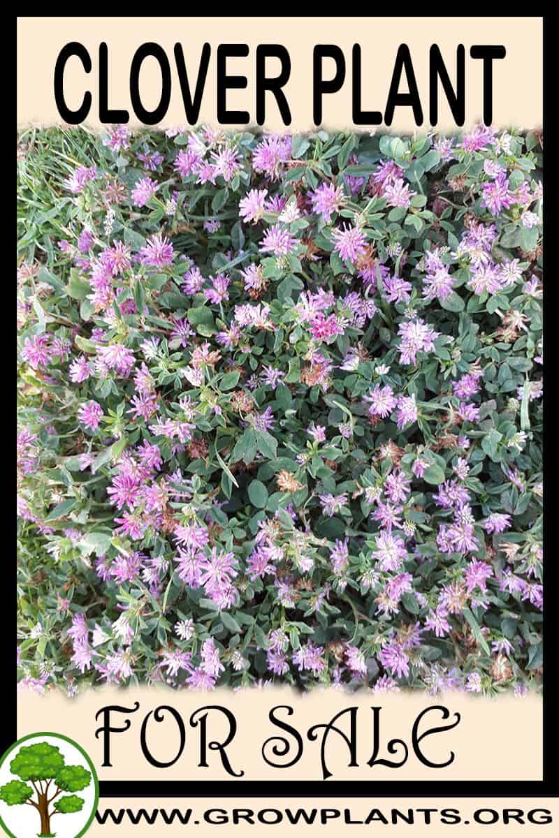 Clover