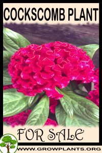Cockscomb plant for sale