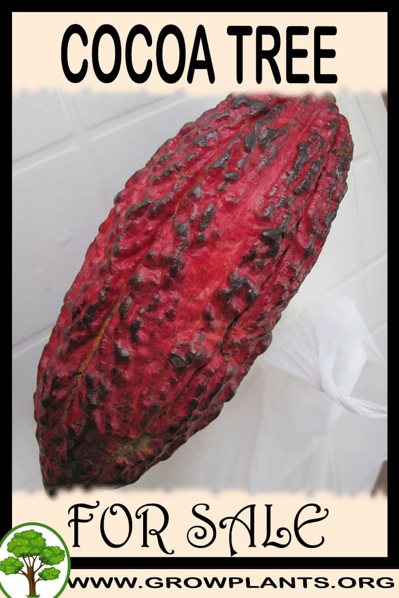 Cocoa tree