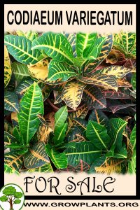 Codiaeum variegatum for sale
