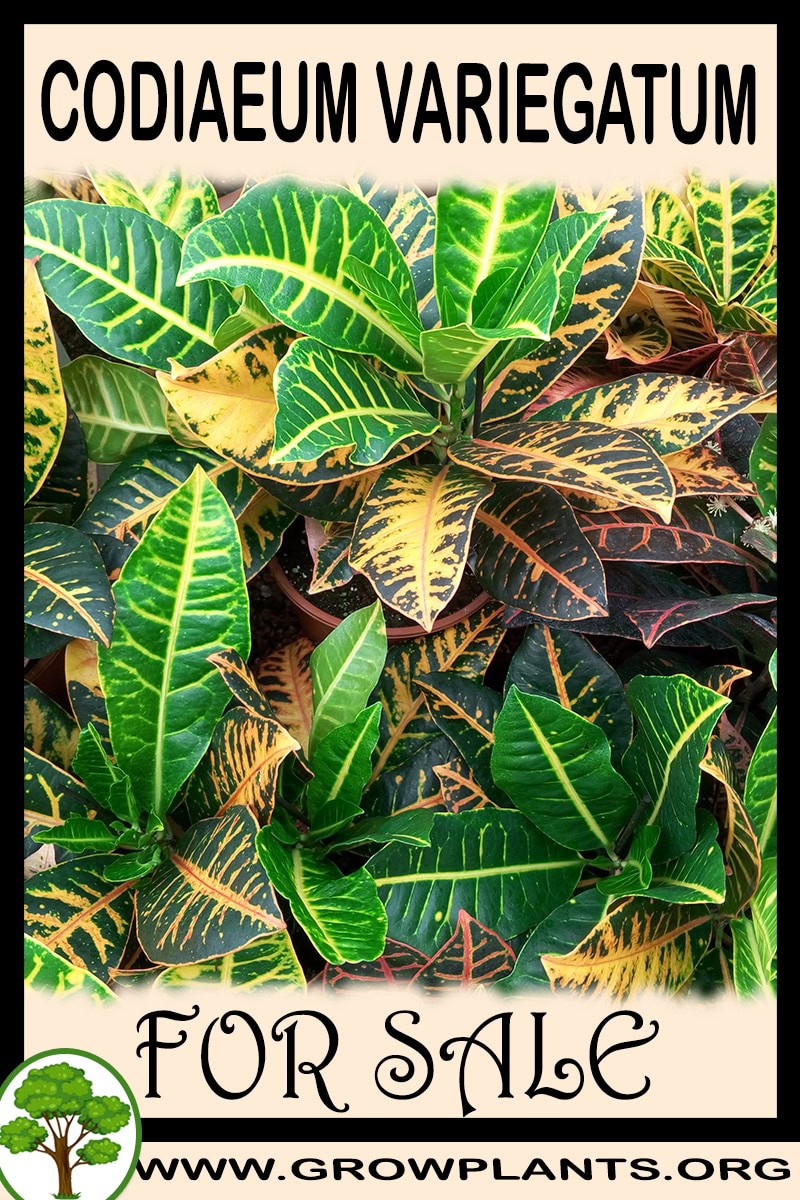 Codiaeum variegatum