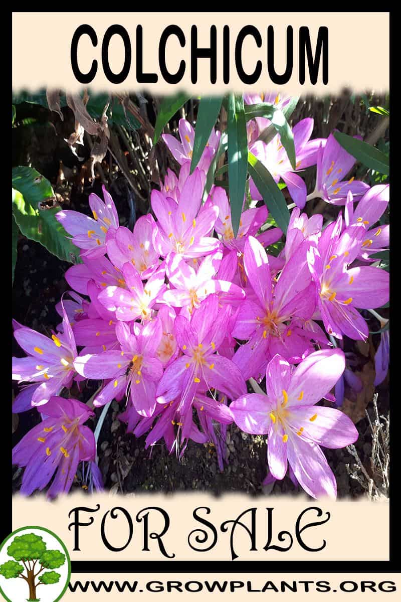 Colchicum