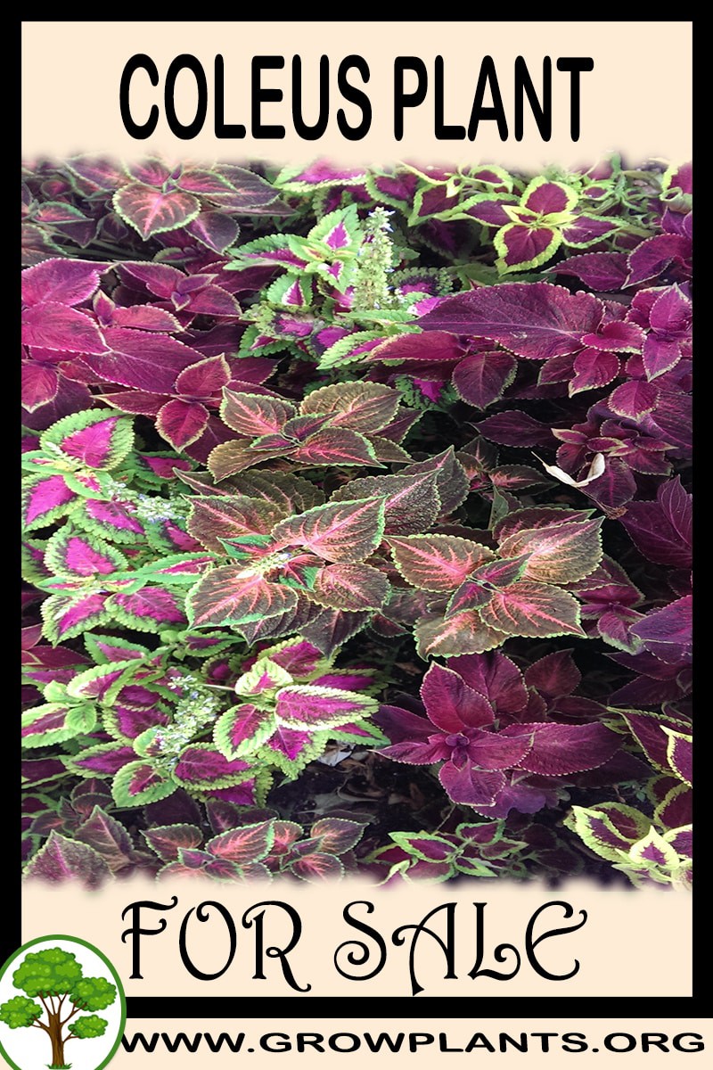 Coleus
