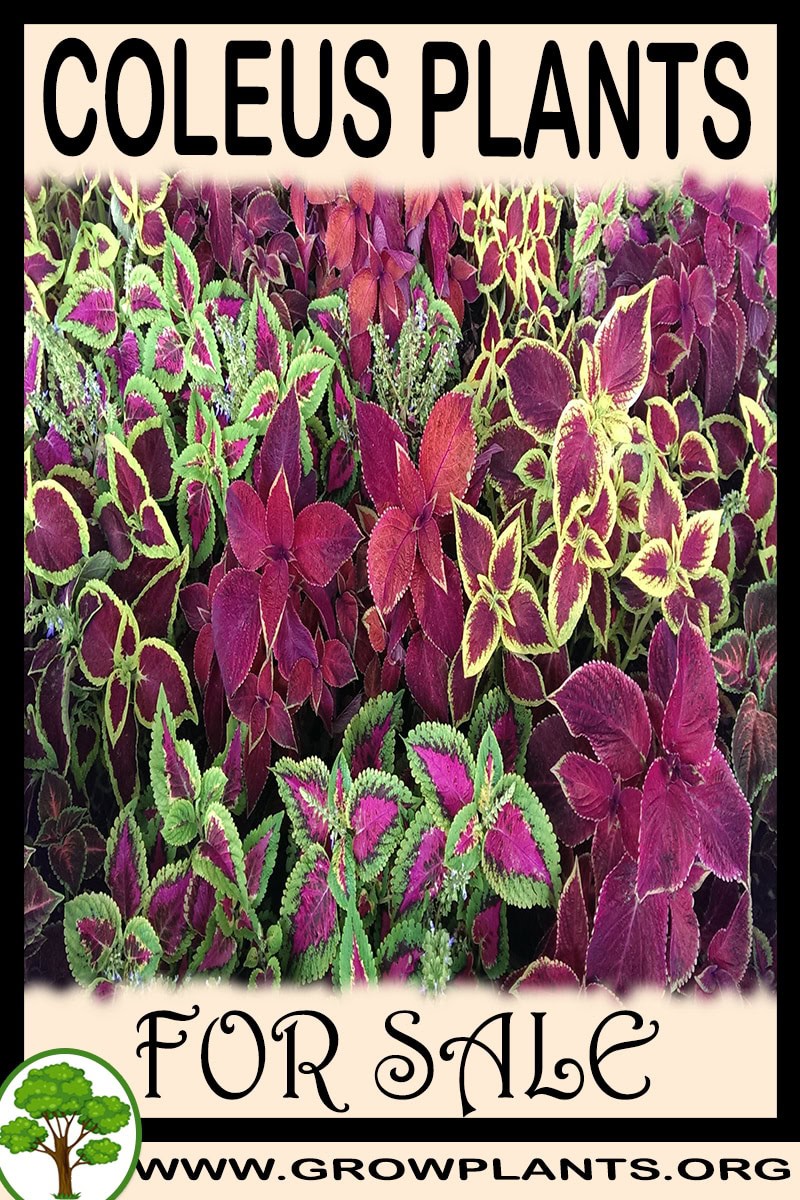 Coleus plants