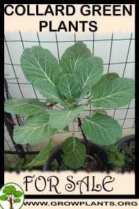 Collard green plants for sale