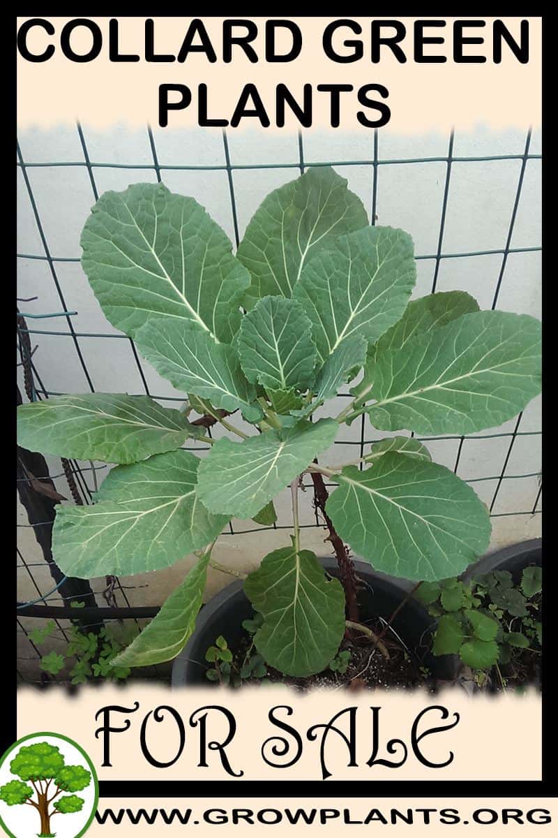 Collard green plants
