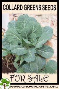 Collard greens seeds for sale