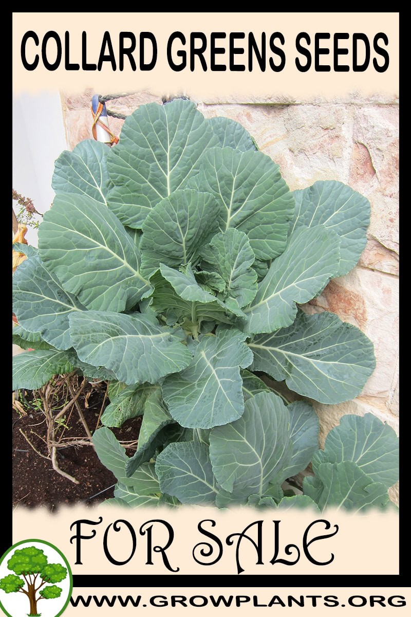 Collard greens seeds