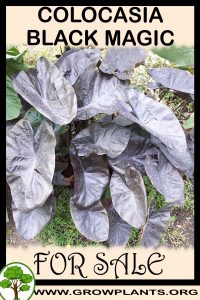 Colocasia Black Magic for sale